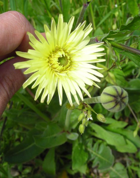 Urospermum dalechampii / Boccione maggiore